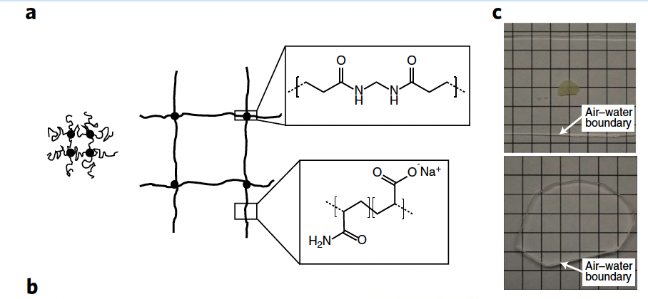 Schematic of the expansion microscopy process